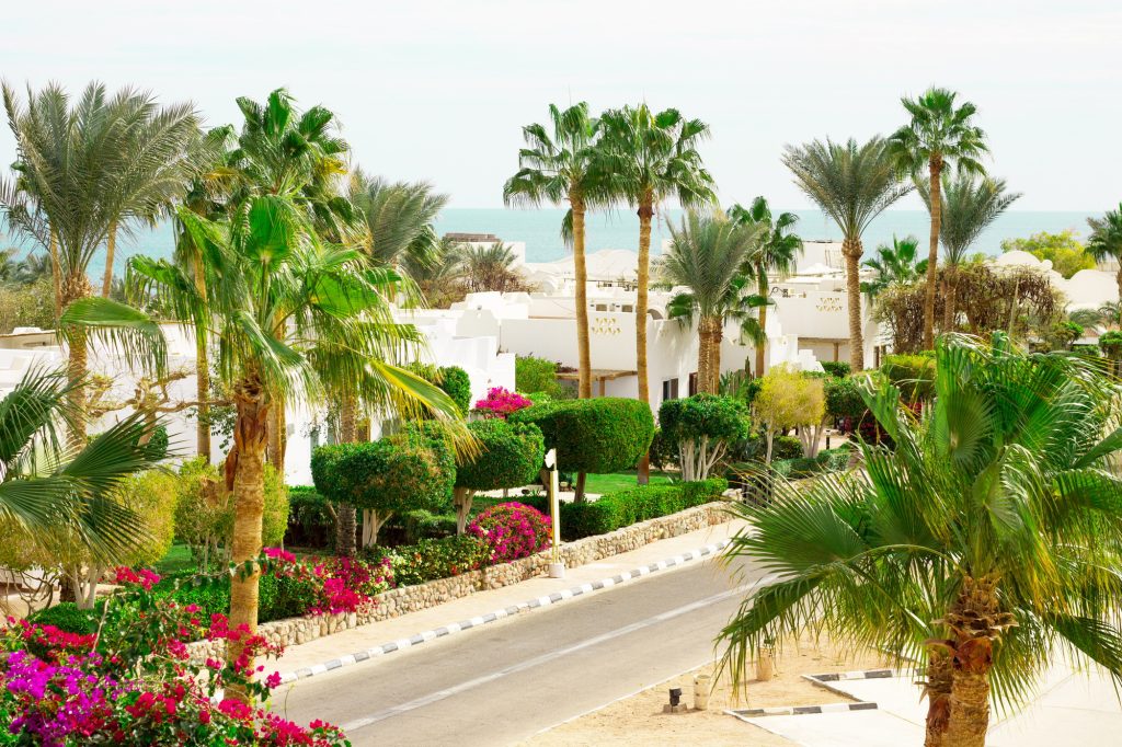 Resort beach with palm tree at the coast shore of Red Sea in Sharm el Sheikh, Sinai, Egypt.